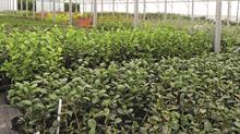 Healthy plants in polytunnel